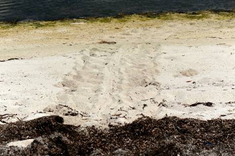 海龜上岸產卵爬痕