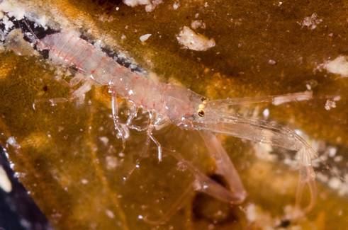 圖1.東沙海草床的tanaidacean生物（Leptocheliidae科），乍看以為是蝦，但上下略扁的體型及特殊的尾肢澄清了牠的身分