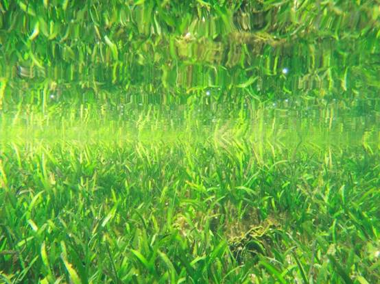 圖2.東沙海草床就像一片綠色的魔毯，吸引各種生物進駐，也挑動人們探尋未知事物的好奇心。