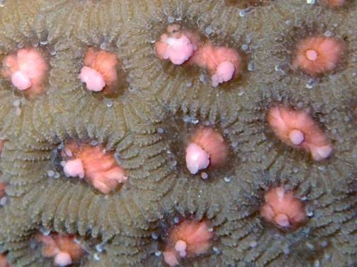 多數珊瑚產卵是精子跟卵子一起排出(攝影/蘇柏維)