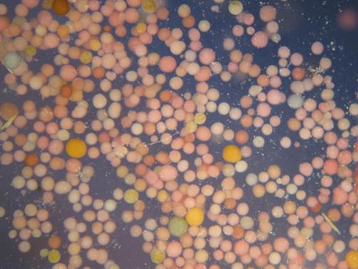 顯微鏡下珊瑚卵有各種顏色及大小