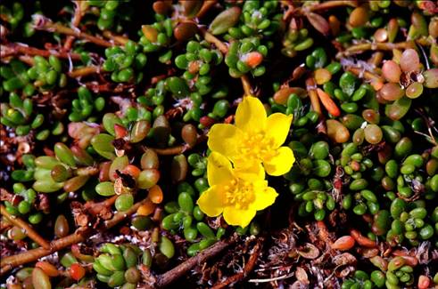 東沙的沙生馬齒莧一年四季皆可見鮮豔的黃色花朵。(江俊廷攝)