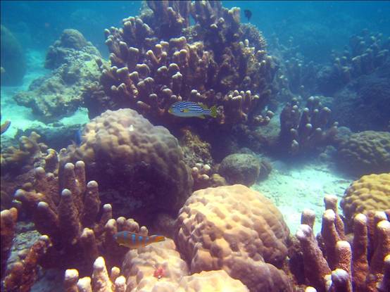 水下的塊礁多由微孔珊瑚構成主體，其他珊瑚點綴其中。