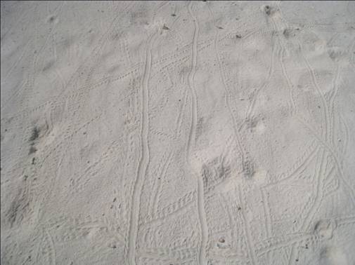 上晚班的陸寄居蟹，在沙灘上留下一條條特殊的爬痕，是不是很像腳踏車的車痕。