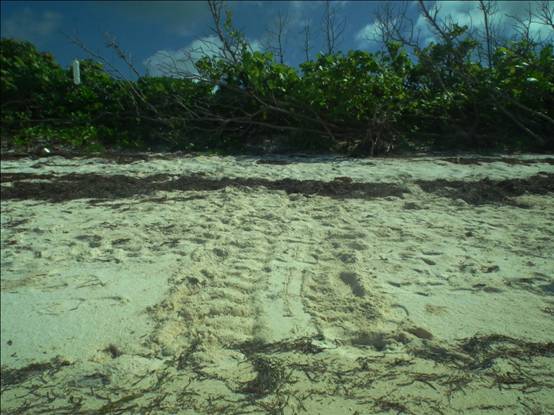 相較於陸寄居蟹的爬痕像腳踏車痕，海龜的爬痕就更像戰車經過了。