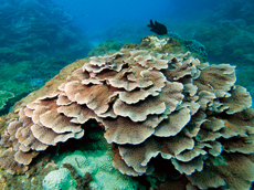 板葉星孔珊瑚
