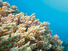 直立穗軟珊瑚