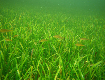 綠意盎然的東沙海草床