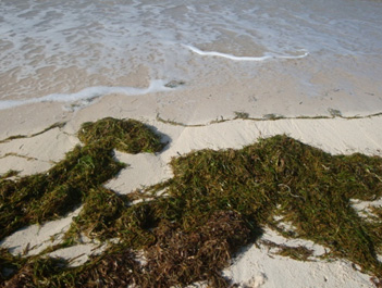 沖上東沙海岸的海草