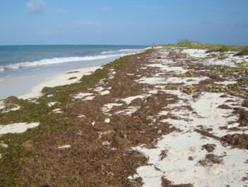 東沙海岸上堆積的海草