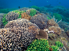 各式珊瑚群聚
