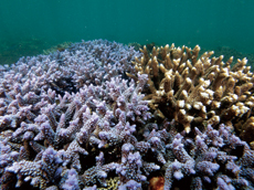 兩種顏色的分枝形軸孔珊瑚