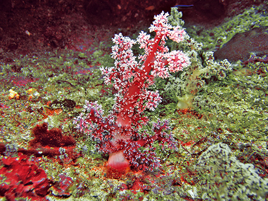外環礁陡坡生物