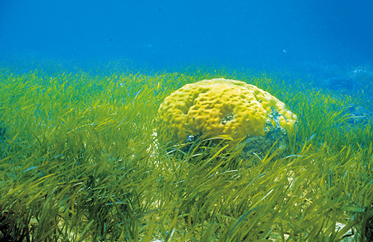 海草床和微孔珊瑚