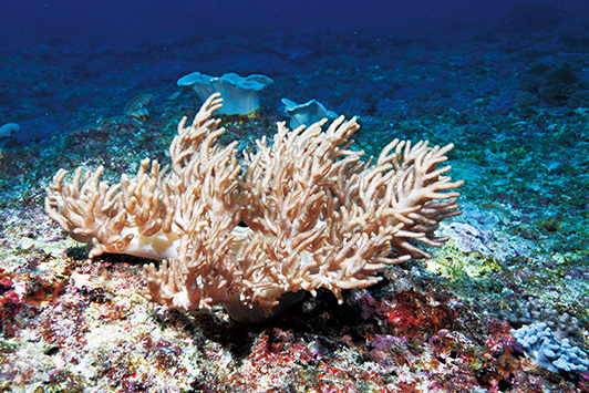 北水道的軟珊瑚