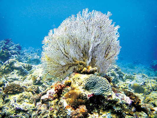南水道的紅扇珊瑚