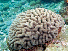 輻紋合葉珊瑚