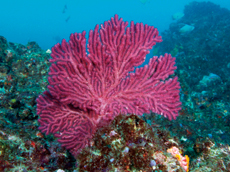 兩刺柳珊瑚
