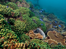 以萼柱珊瑚為主體的珊瑚礁脈
