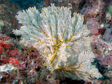 扇珊瑚