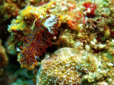 鑲嵌盤海蛞蝓