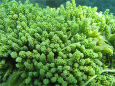 棒型總狀蕨藻