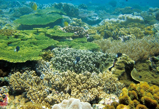 內潟湖珊瑚礁：以較能夠忍受濁度的菊珊瑚科、蕈珊瑚科及微孔珊瑚科為主