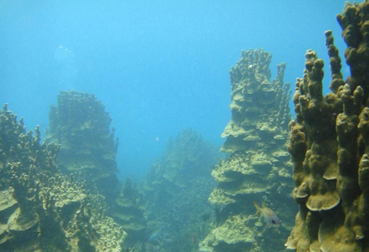 聯合微孔珊瑚（高度可達一層樓以上）