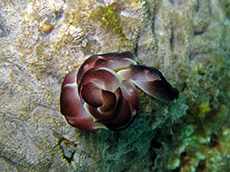 燕尾海蛞蝓