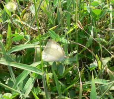 黃紋粉蝶