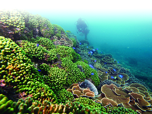 The waters of the four Southern Penghu Islands abound in corals of diverse species and the reefs have a high percentage of coral cover