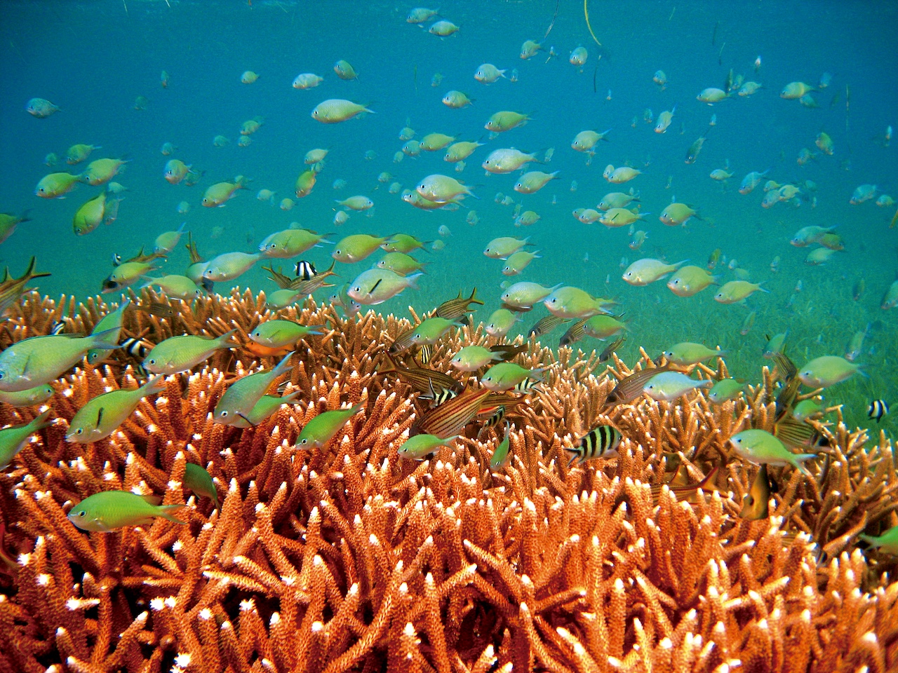 Chromis viridis