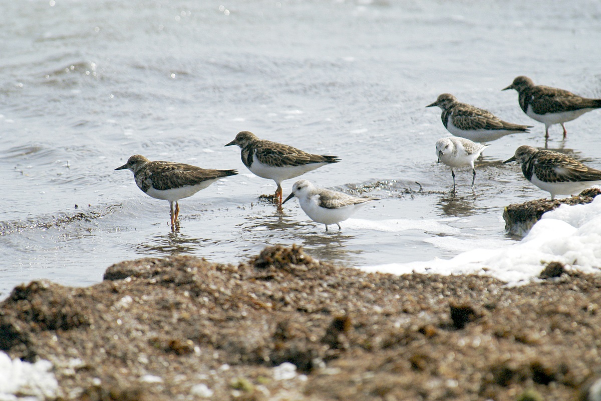 Calidris alba