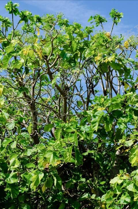 白避霜花 白避霜花