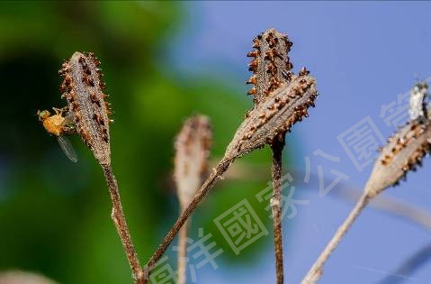 白避霜花之棍棒狀果實 白避霜花之棍棒狀果實