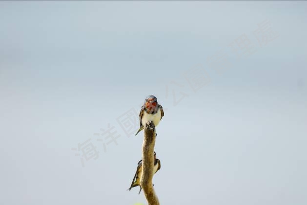 家燕(拍攝者:洪登富) 家燕(拍攝者:洪登富)