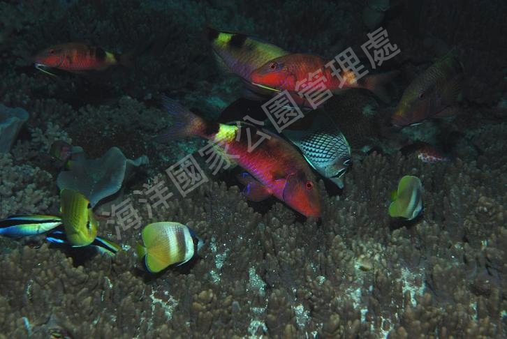 多帶海緋鯉(拍攝者:陳正平) 多帶海緋鯉(拍攝者:陳正平)