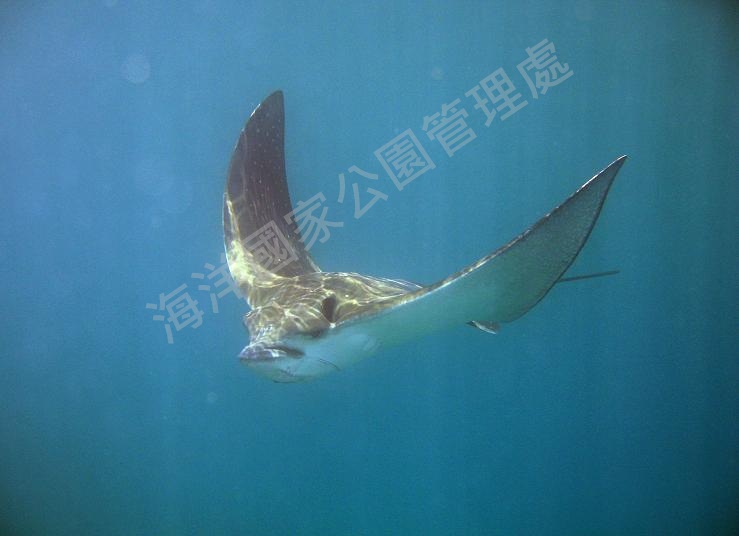 橫帶唇魚(拍攝者:陳靜怡) 橫帶唇魚(拍攝者:陳靜怡)