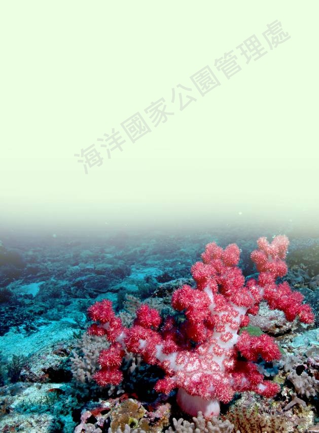 大棘穗軟珊瑚 大棘穗軟珊瑚
