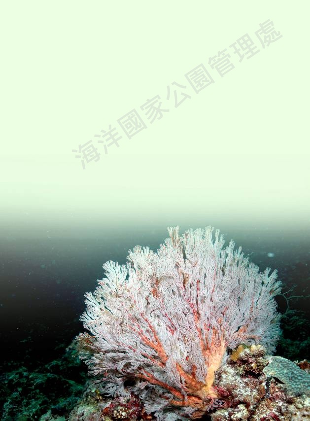 紅扇珊瑚 紅扇珊瑚