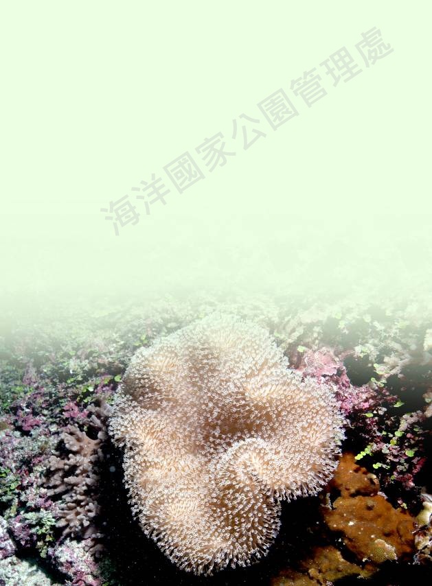 花環肉質軟珊瑚 花環肉質軟珊瑚