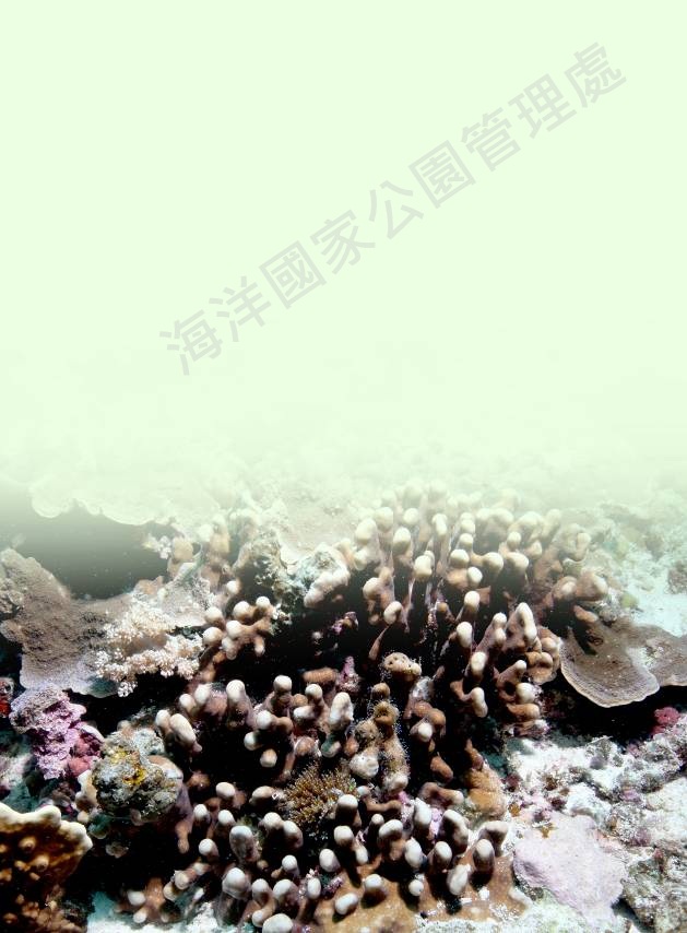 藍珊瑚