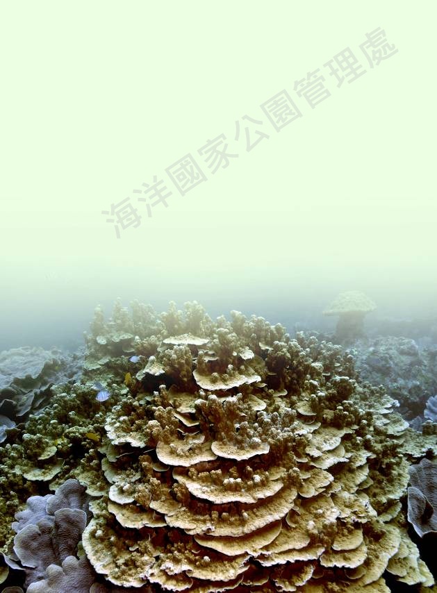 聯合微孔珊瑚 聯合微孔珊瑚