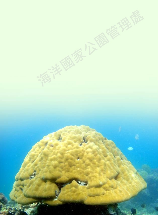 鐘形微孔珊瑚 鐘形微孔珊瑚