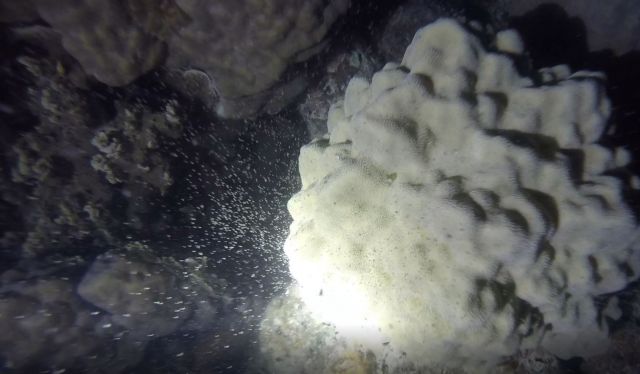 珊瑚產卵大爆發(東沙管理站拍攝) 珊瑚產卵大爆發(東沙管理站拍攝)