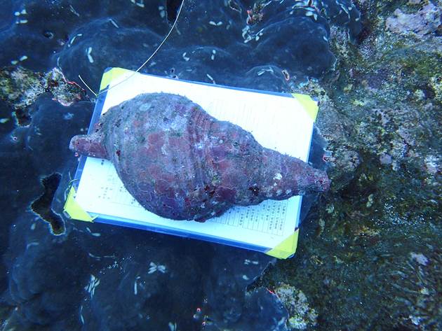 60_2017051803 60_2017051803