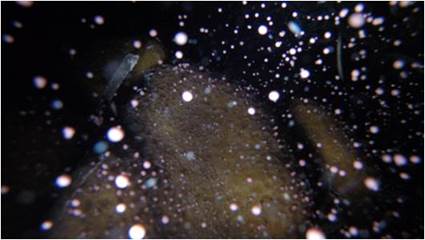 東沙島北岸產卵的角星珊瑚 東沙島北岸產卵的角星珊瑚