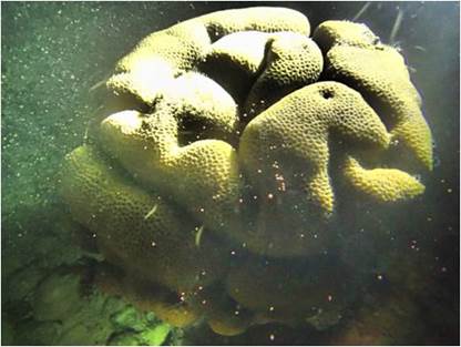 東沙島北岸產卵的角星珊瑚 東沙島北岸產卵的角星珊瑚