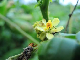 老虎心的花朵 老虎心的花朵