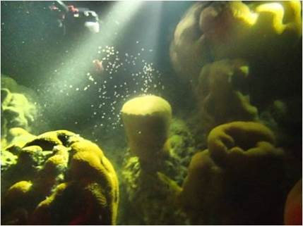 東沙島北岸產卵的角星珊瑚 東沙島北岸產卵的角星珊瑚